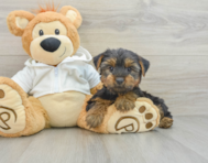 8 week old Yorkshire Terrier Puppy For Sale - Lone Star Pups