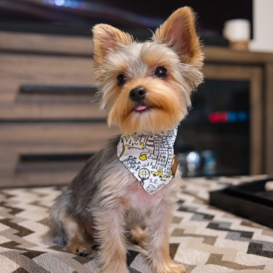 Yorkshire Terrier Puppies For Sale - Lone Star Pups