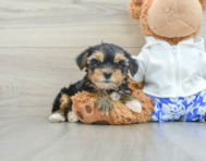 8 week old Yorkshire Terrier Puppy For Sale - Lone Star Pups