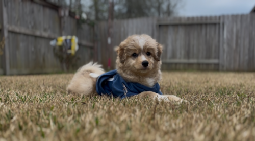 Mini Pomskydoodle Pup