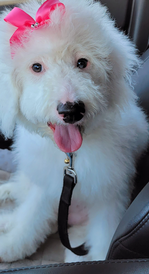 Friendly Mini Bernedoodle Pup in Sun City AZ