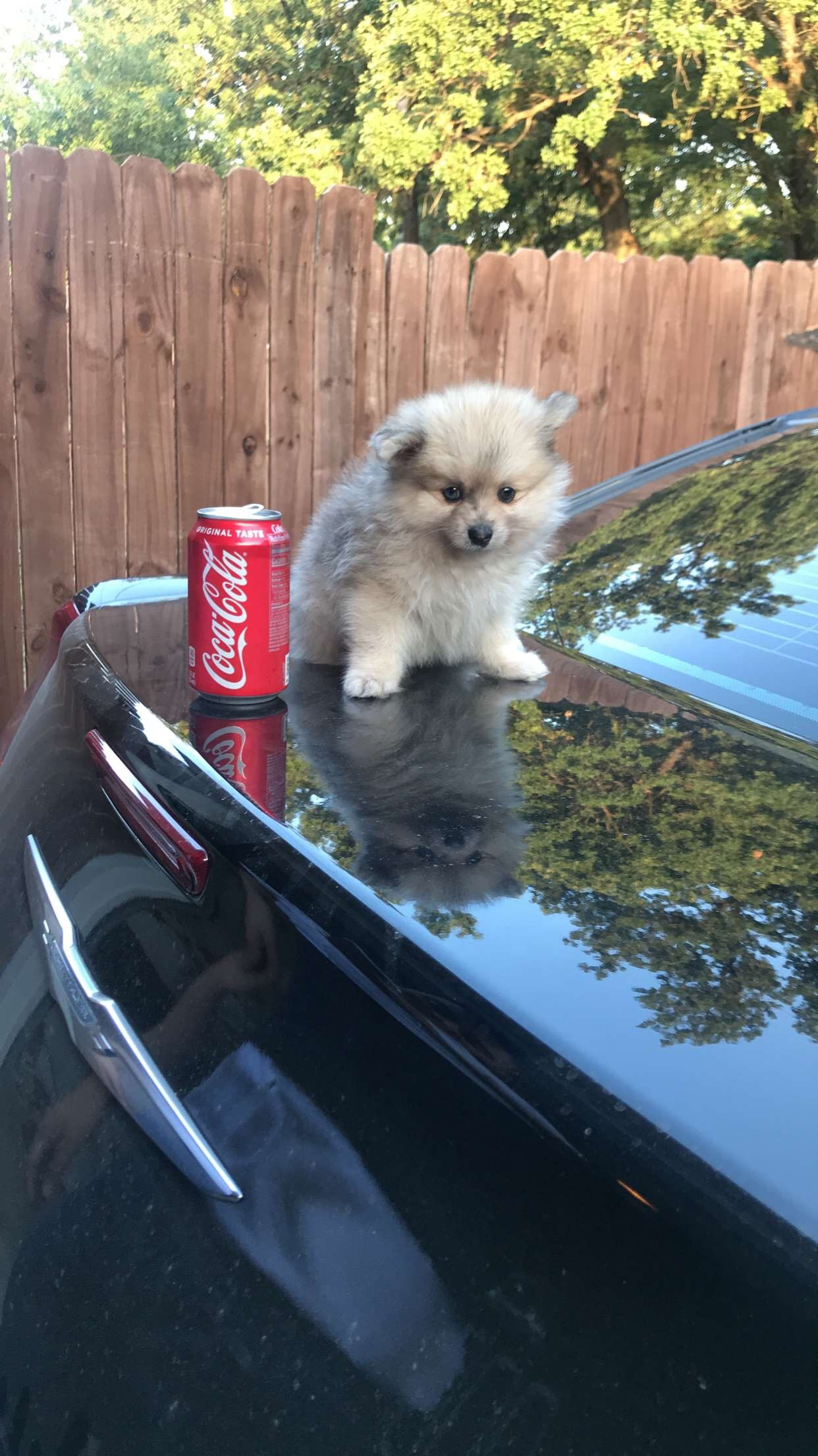 Smart Pomeranian Pup in Dallas TX