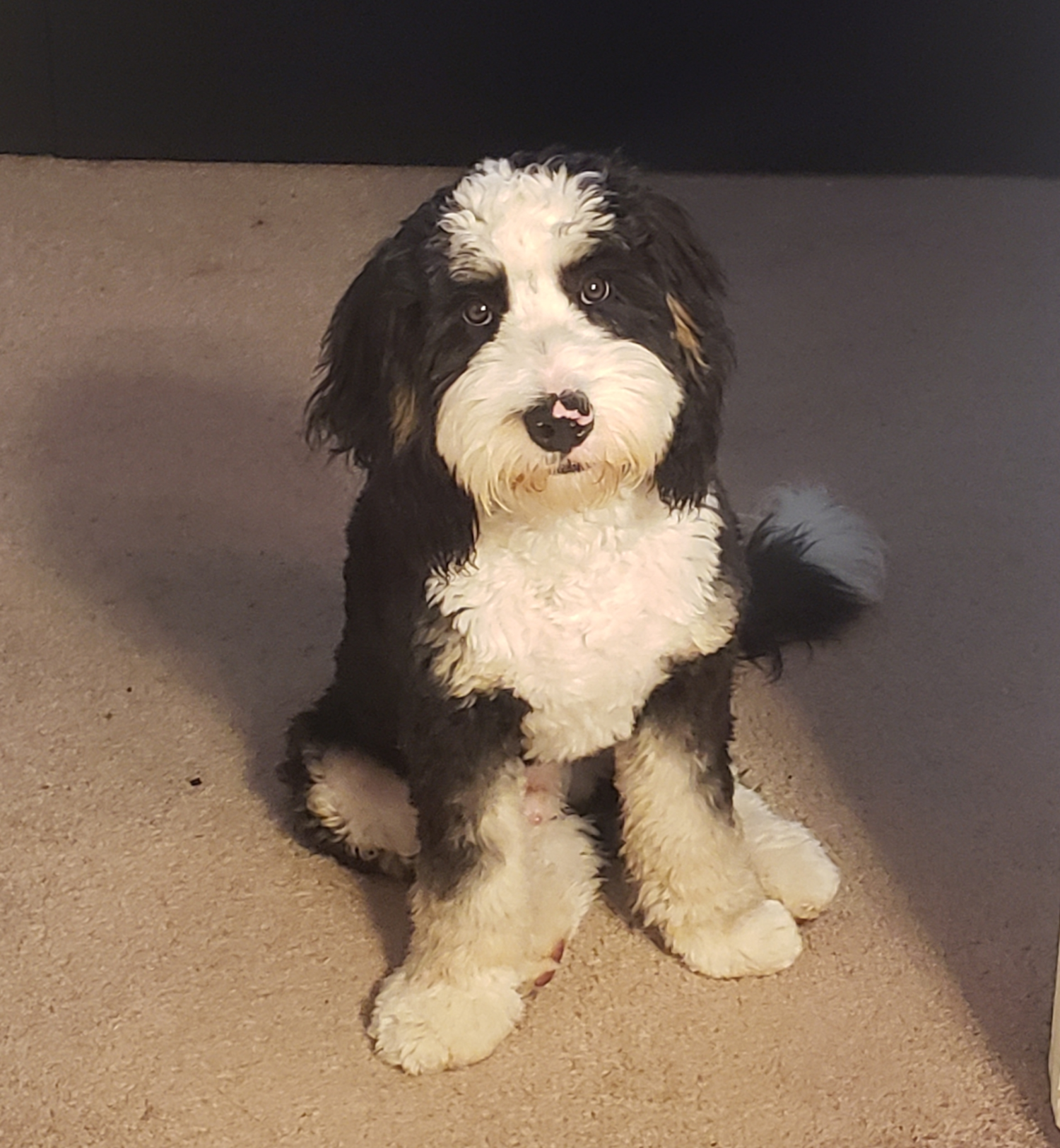 Henderson Mini Bernedoodle Pup